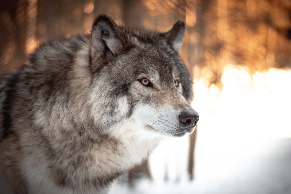 Detail Wolf High Resolution Nomer 5