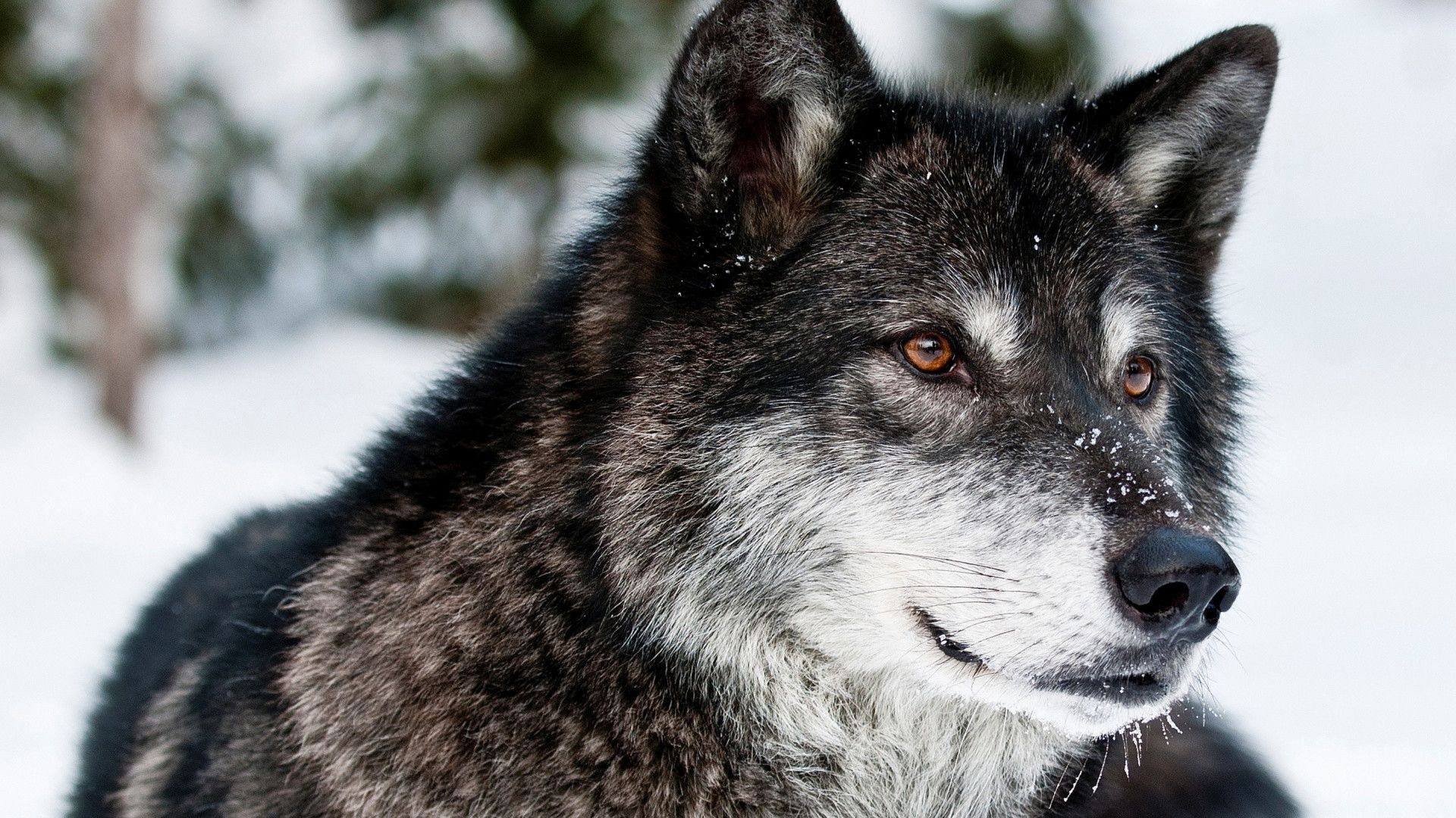 Detail Wolf High Resolution Nomer 39