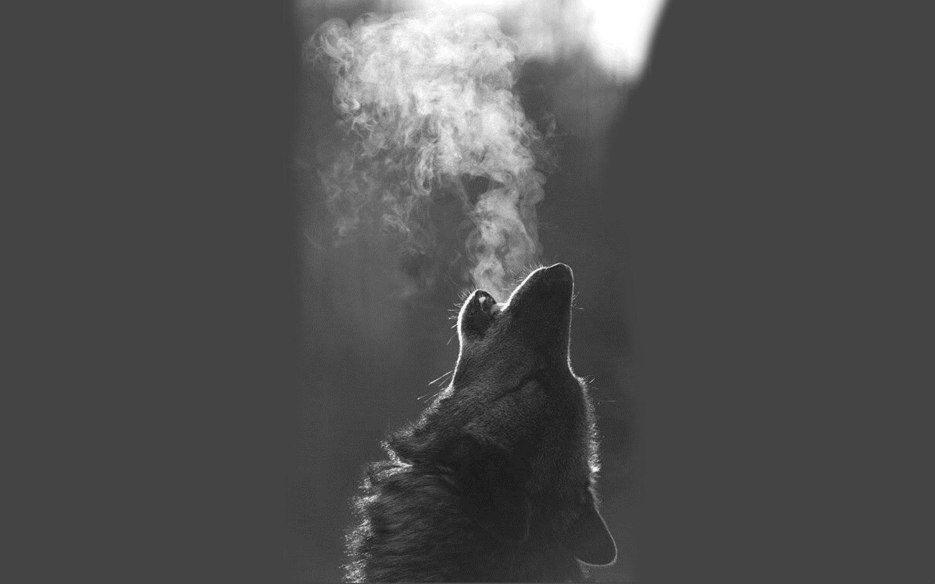 Detail Wolf High Resolution Nomer 40