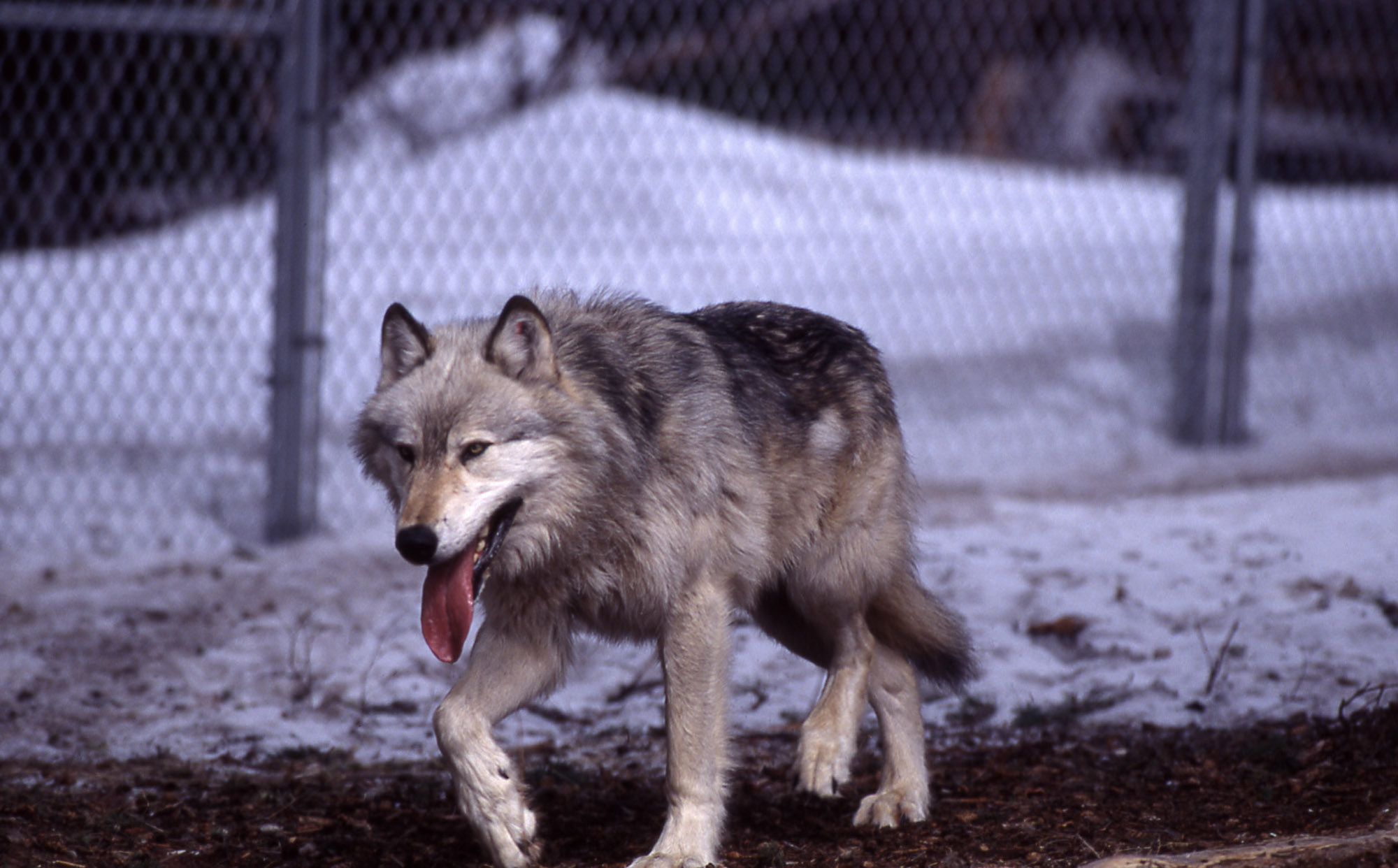 Detail Wolf High Resolution Nomer 41