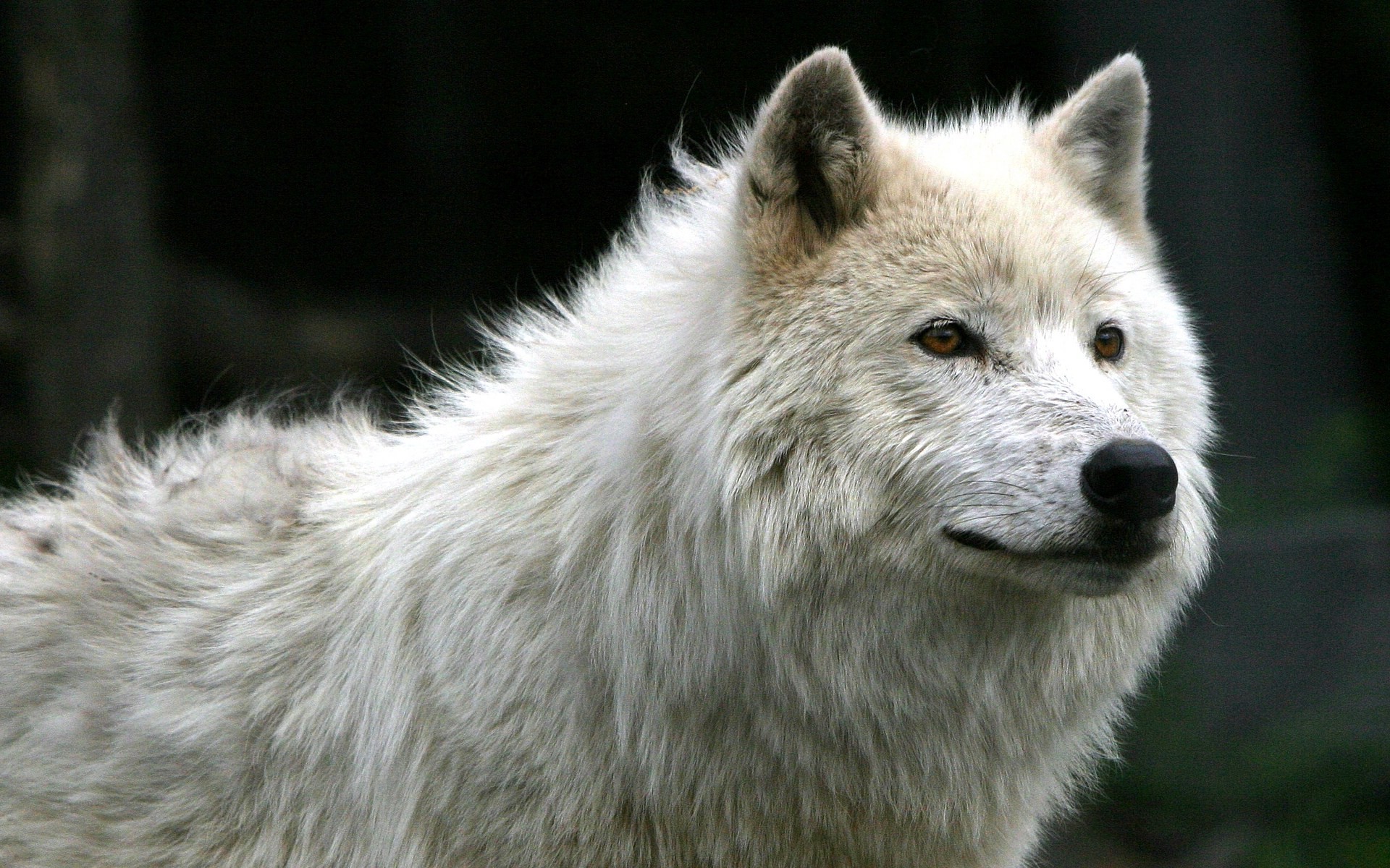 Detail Wolf High Resolution Nomer 43