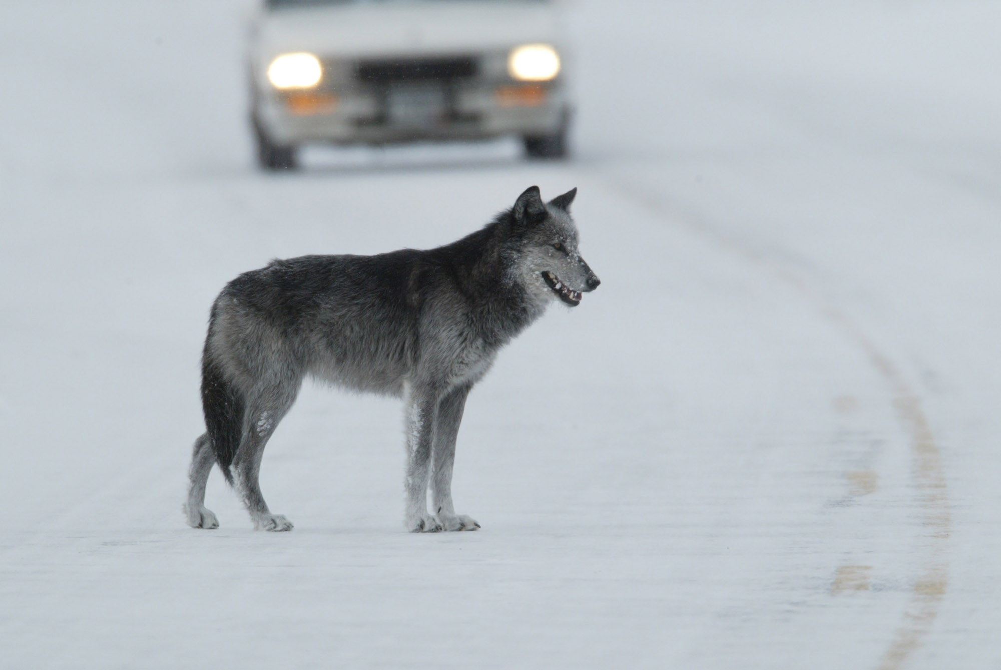 Detail Wolf High Resolution Nomer 44