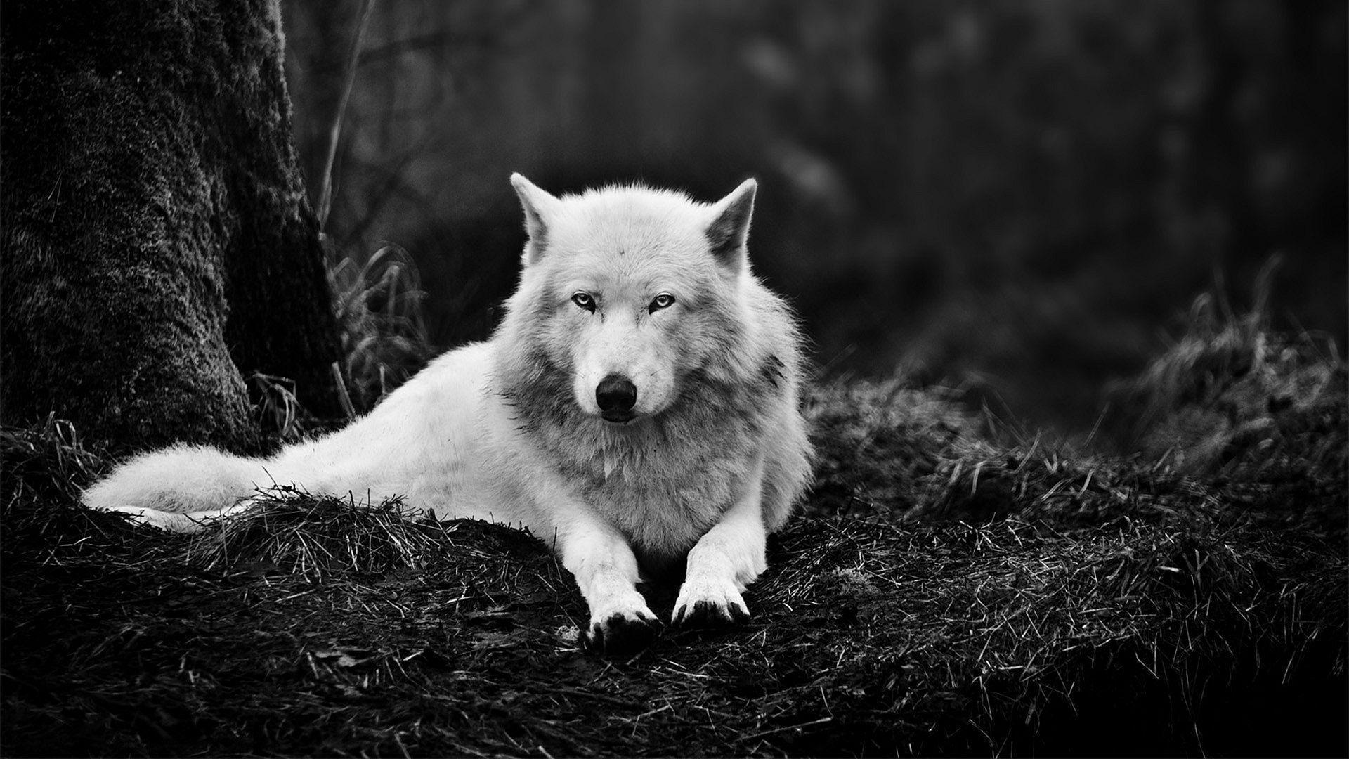 Detail Wolf High Resolution Nomer 45