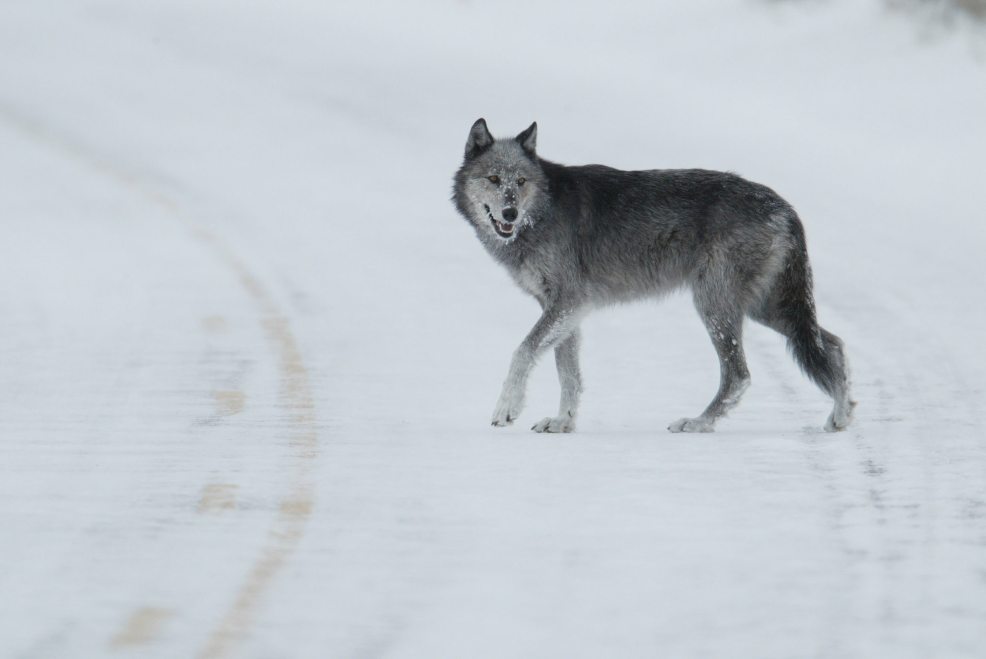 Detail Wolf High Resolution Nomer 46