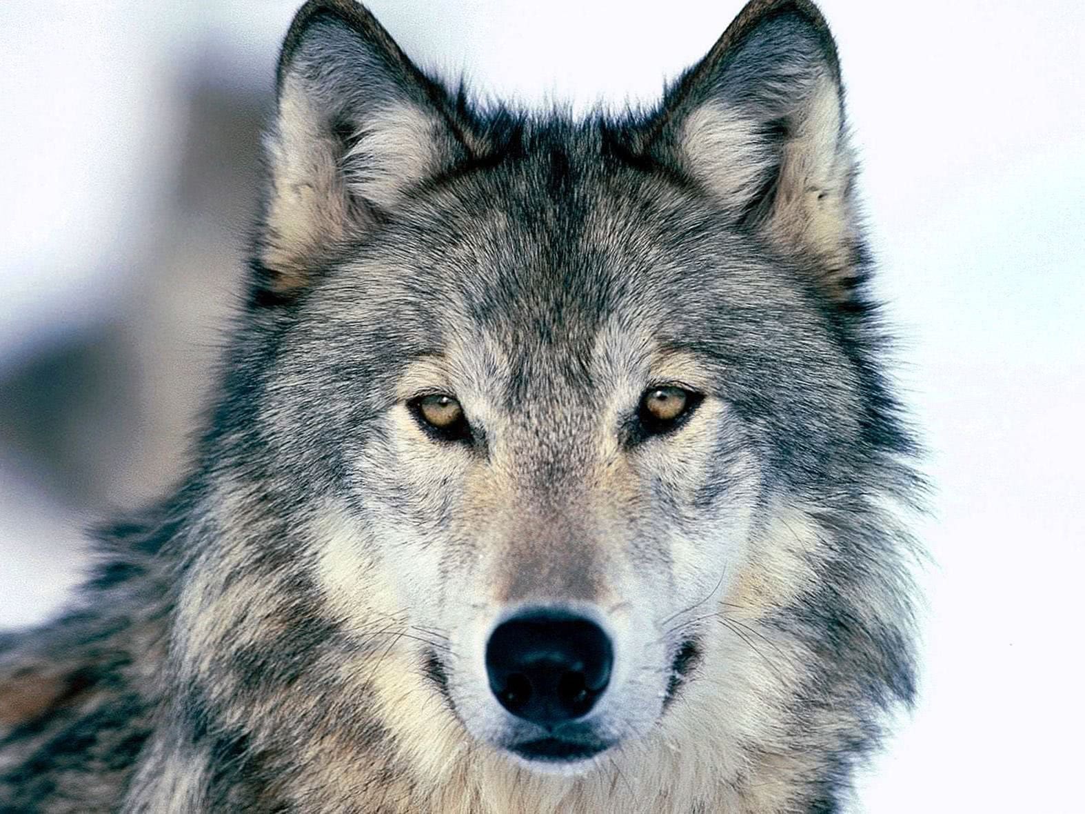 Detail Wolf High Resolution Nomer 6