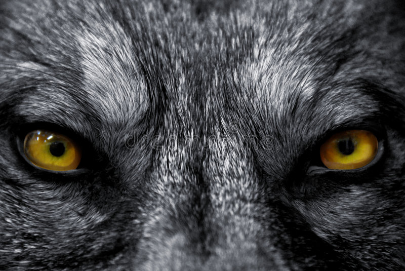 Detail Wolf High Resolution Nomer 47