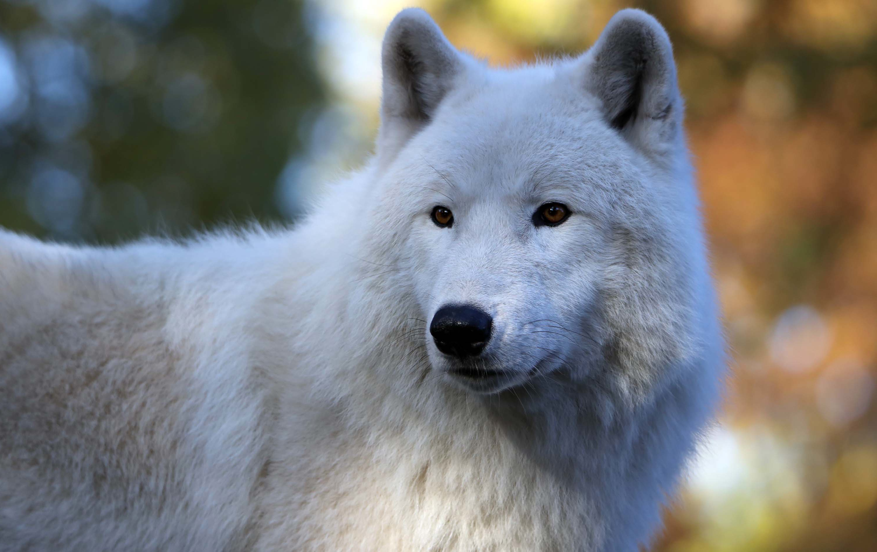 Detail Wolf High Resolution Nomer 49