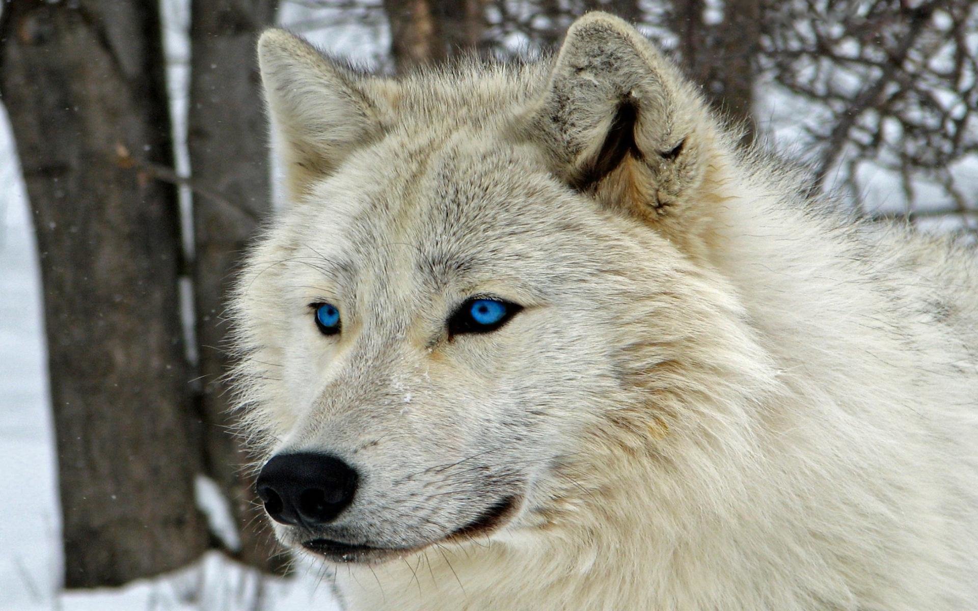 Detail Wolf High Resolution Nomer 50