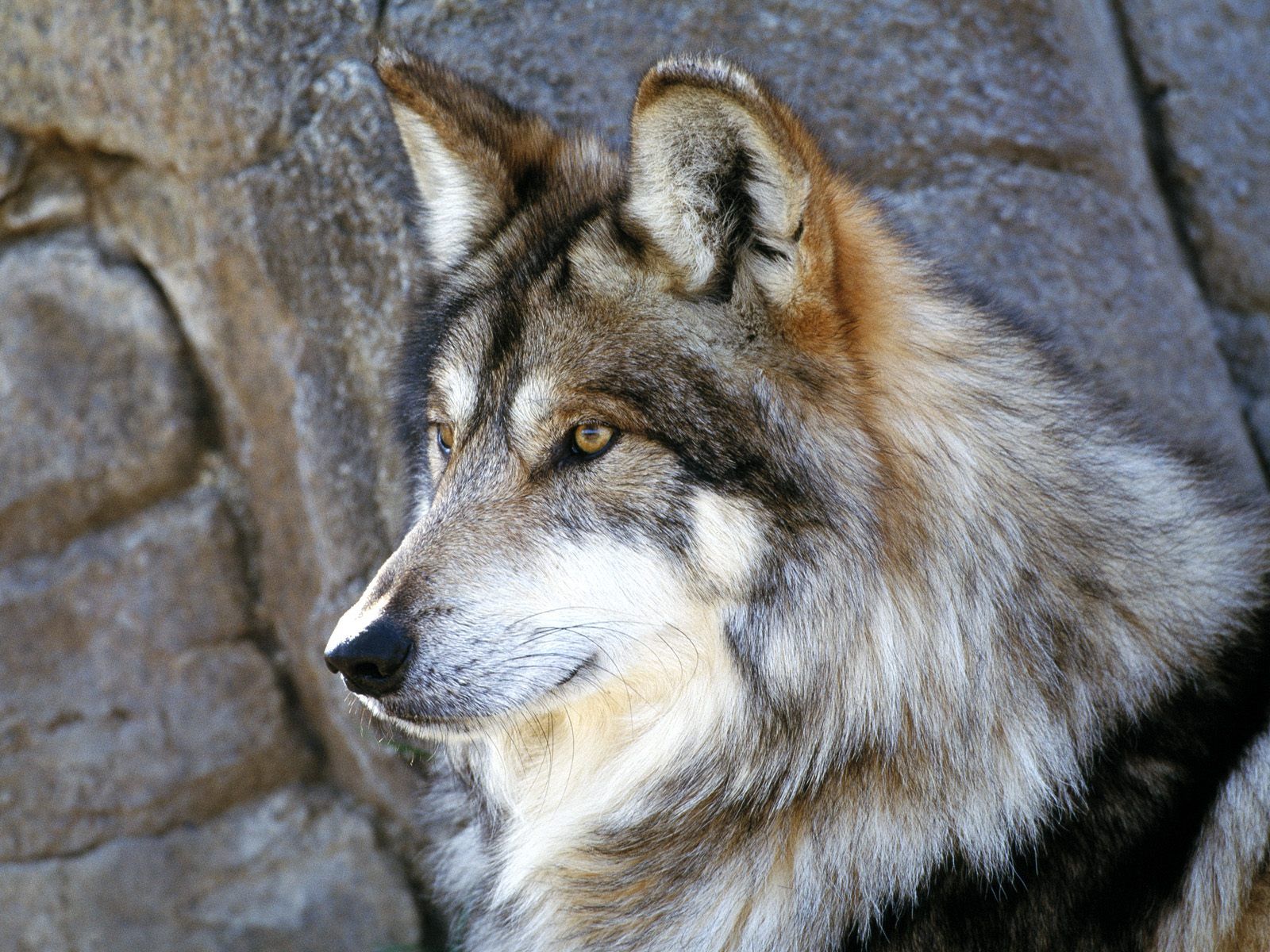 Detail Wolf High Resolution Nomer 51