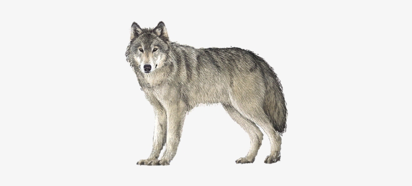 Detail Wolf High Resolution Nomer 52