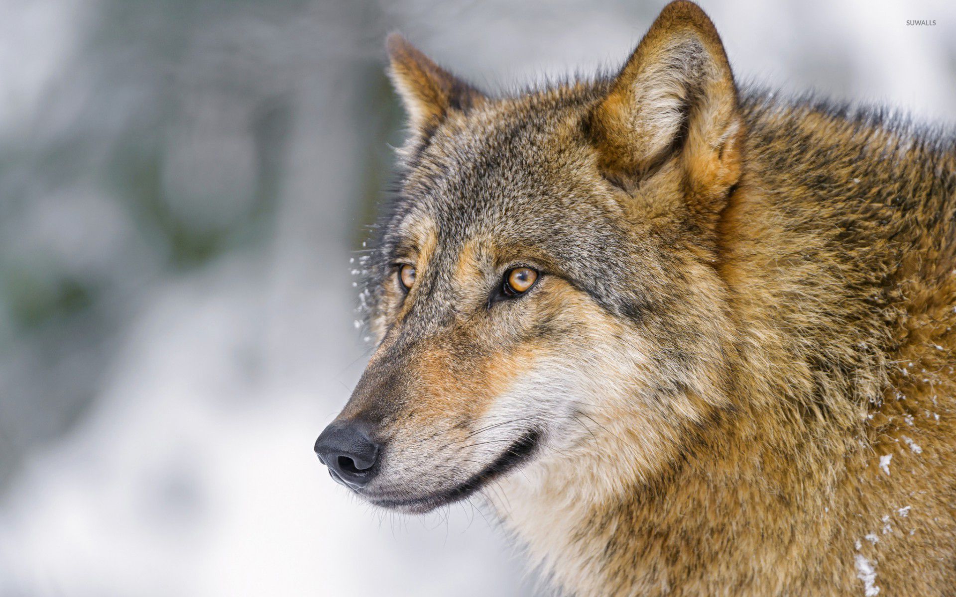 Detail Wolf High Resolution Nomer 54