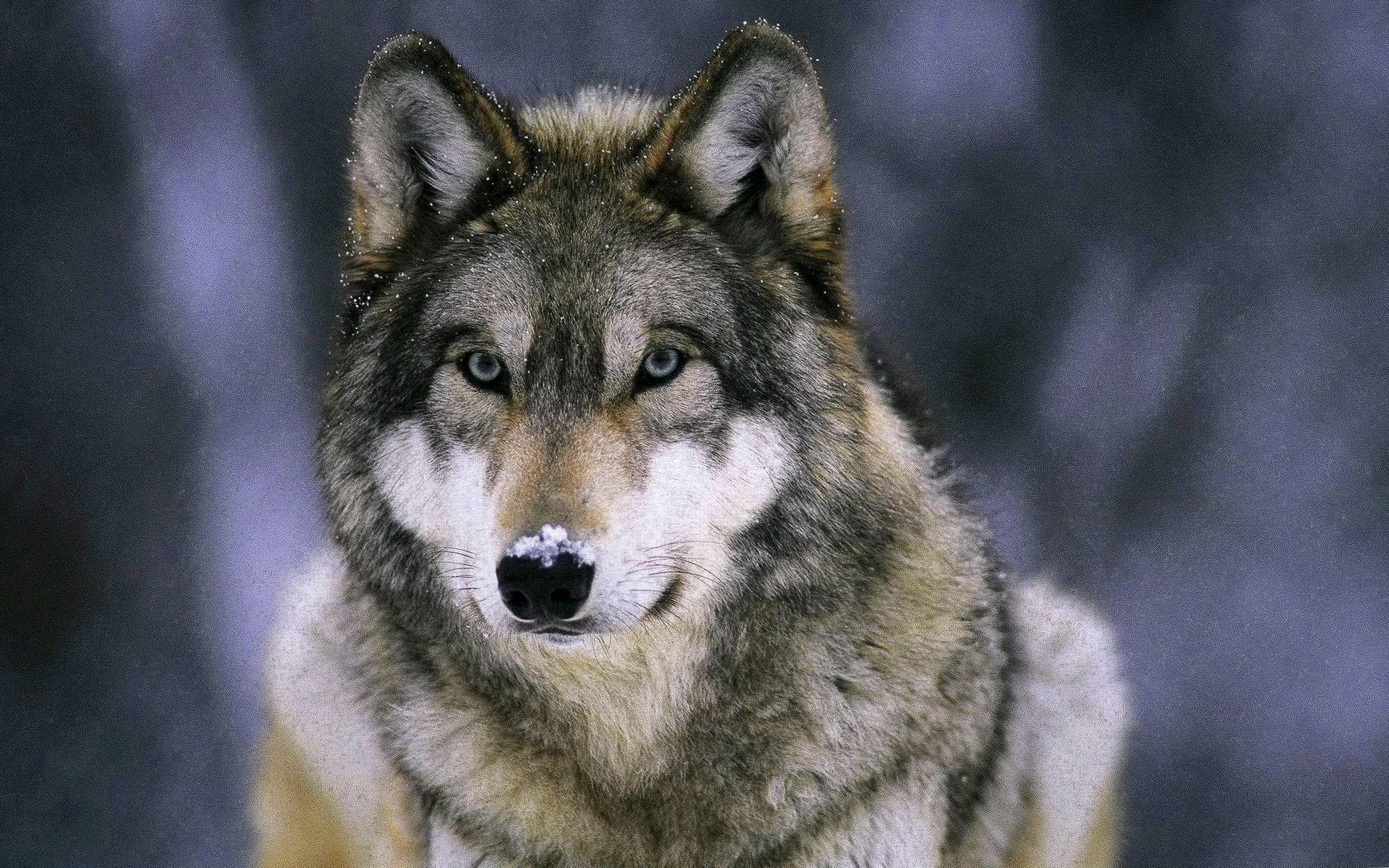 Detail Wolf High Resolution Nomer 8