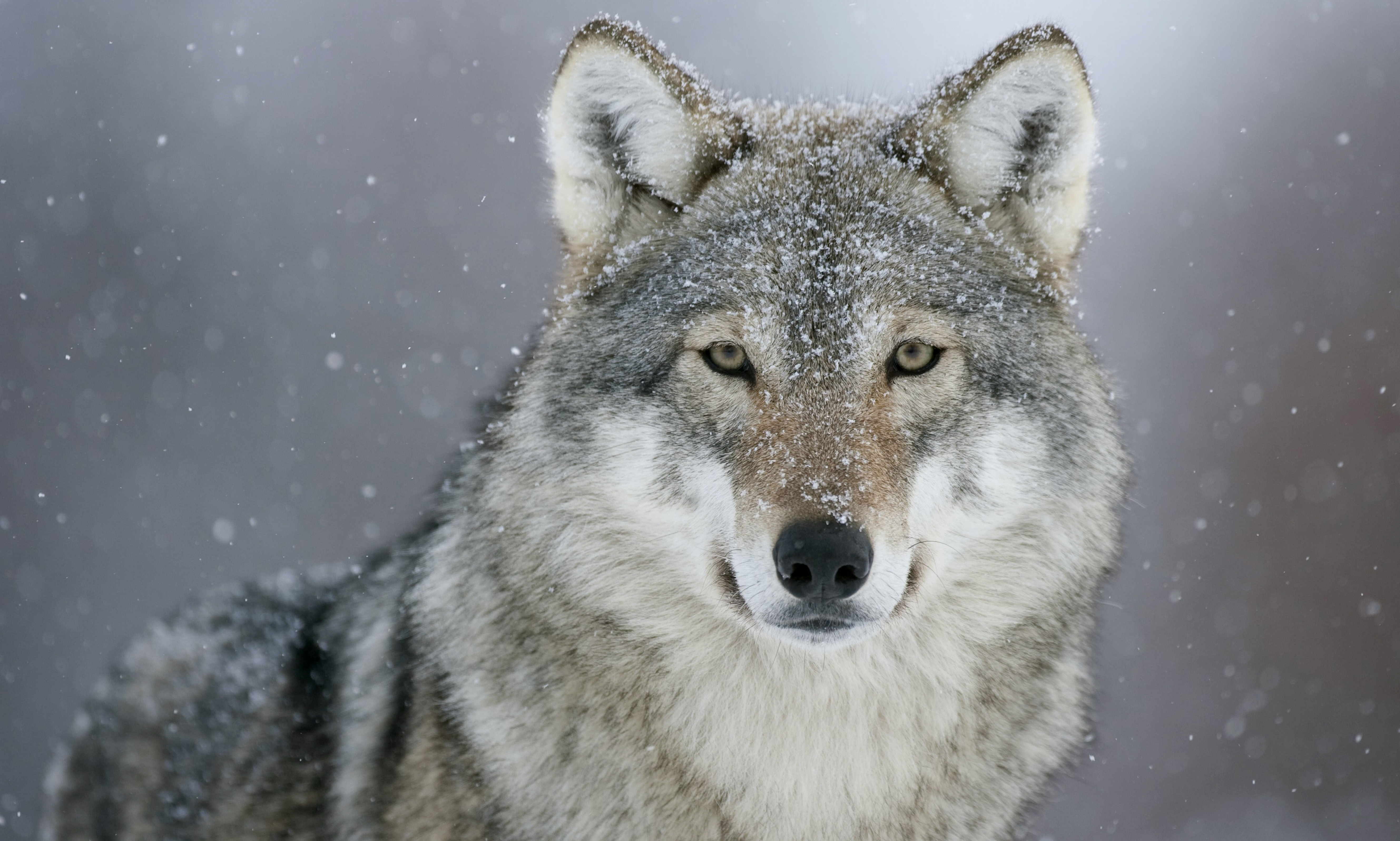 Detail Wolf High Resolution Nomer 9