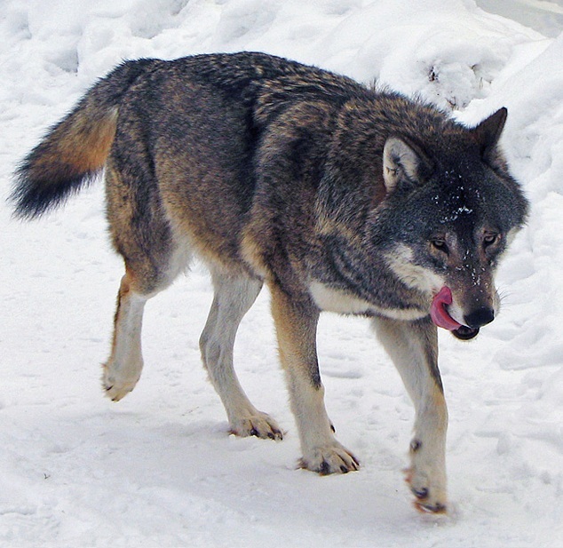 Detail Wolf Image Nomer 15