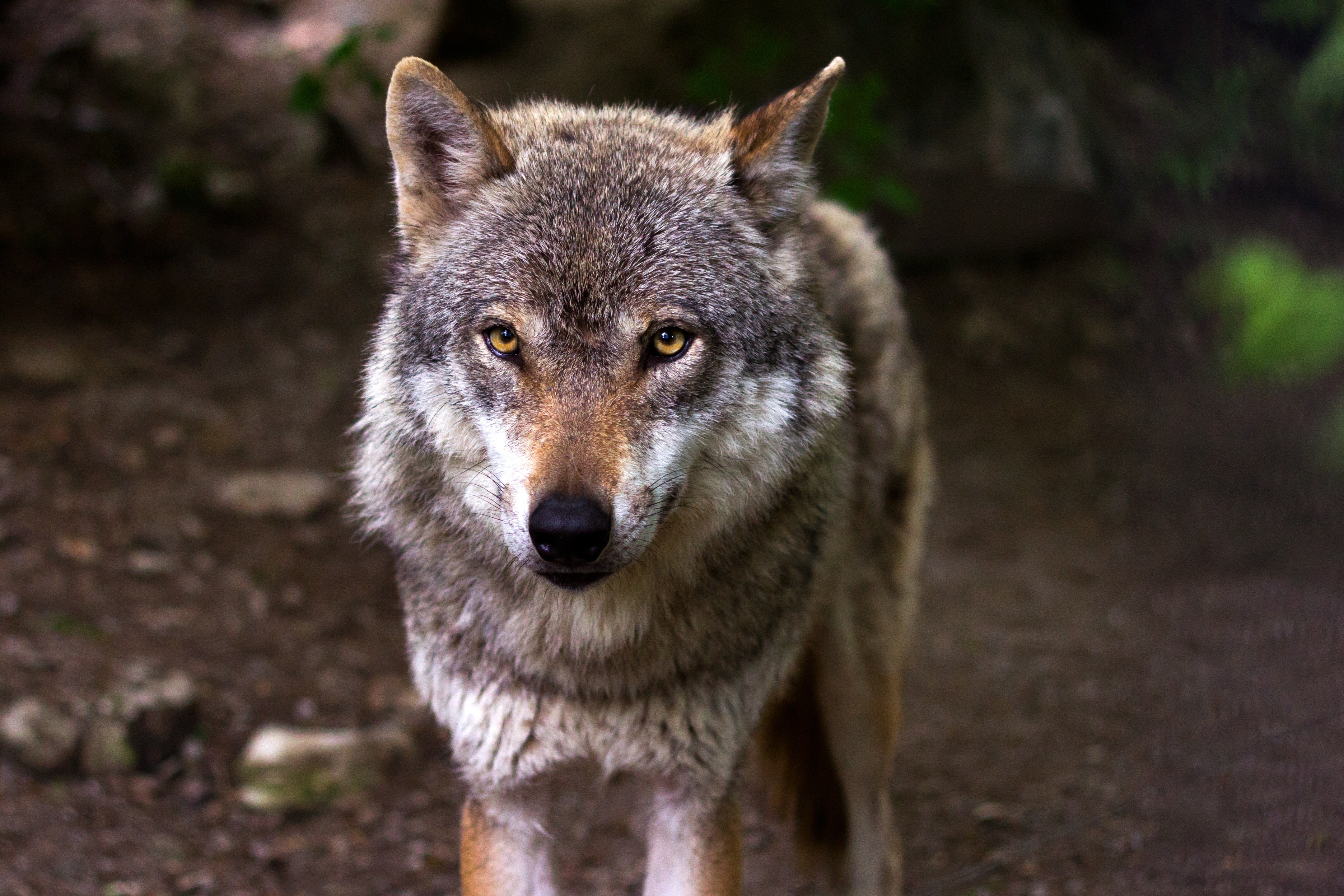Detail Wolf Image Nomer 16