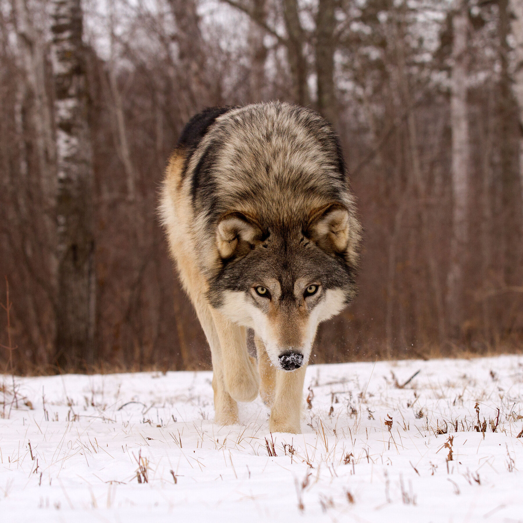 Detail Wolf Image Nomer 18