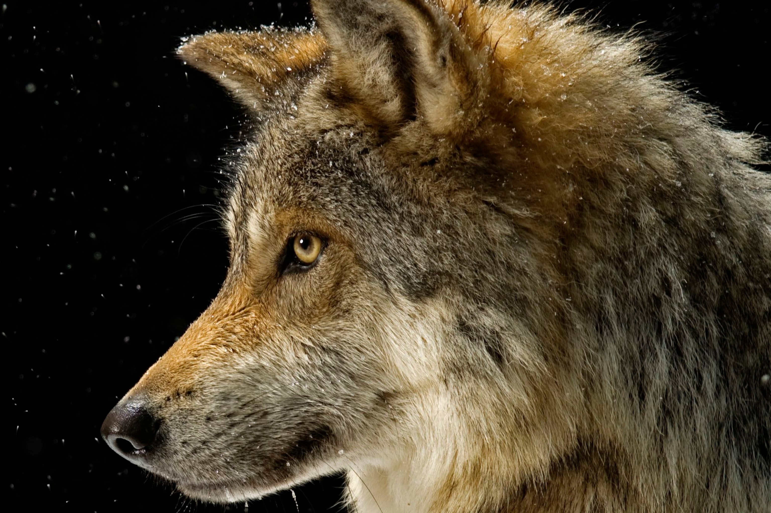 Detail Wolf Image Nomer 3