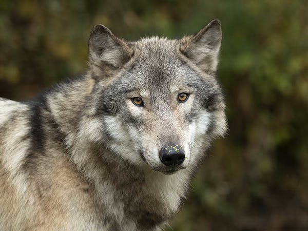 Detail Wolf Image Nomer 21
