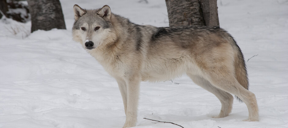 Detail Wolf Image Nomer 22