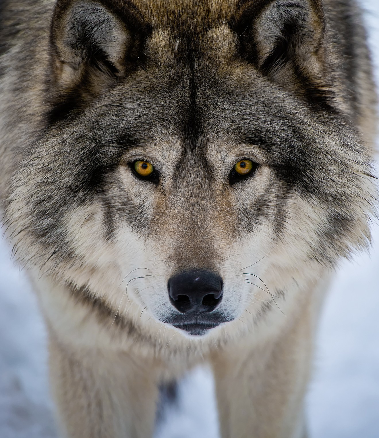 Detail Wolf Image Nomer 23