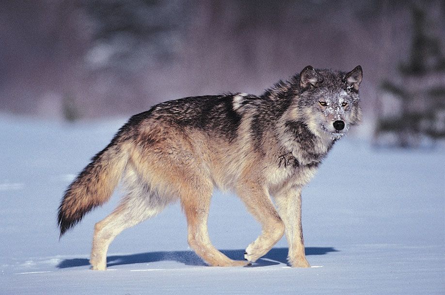 Detail Wolf Image Nomer 4
