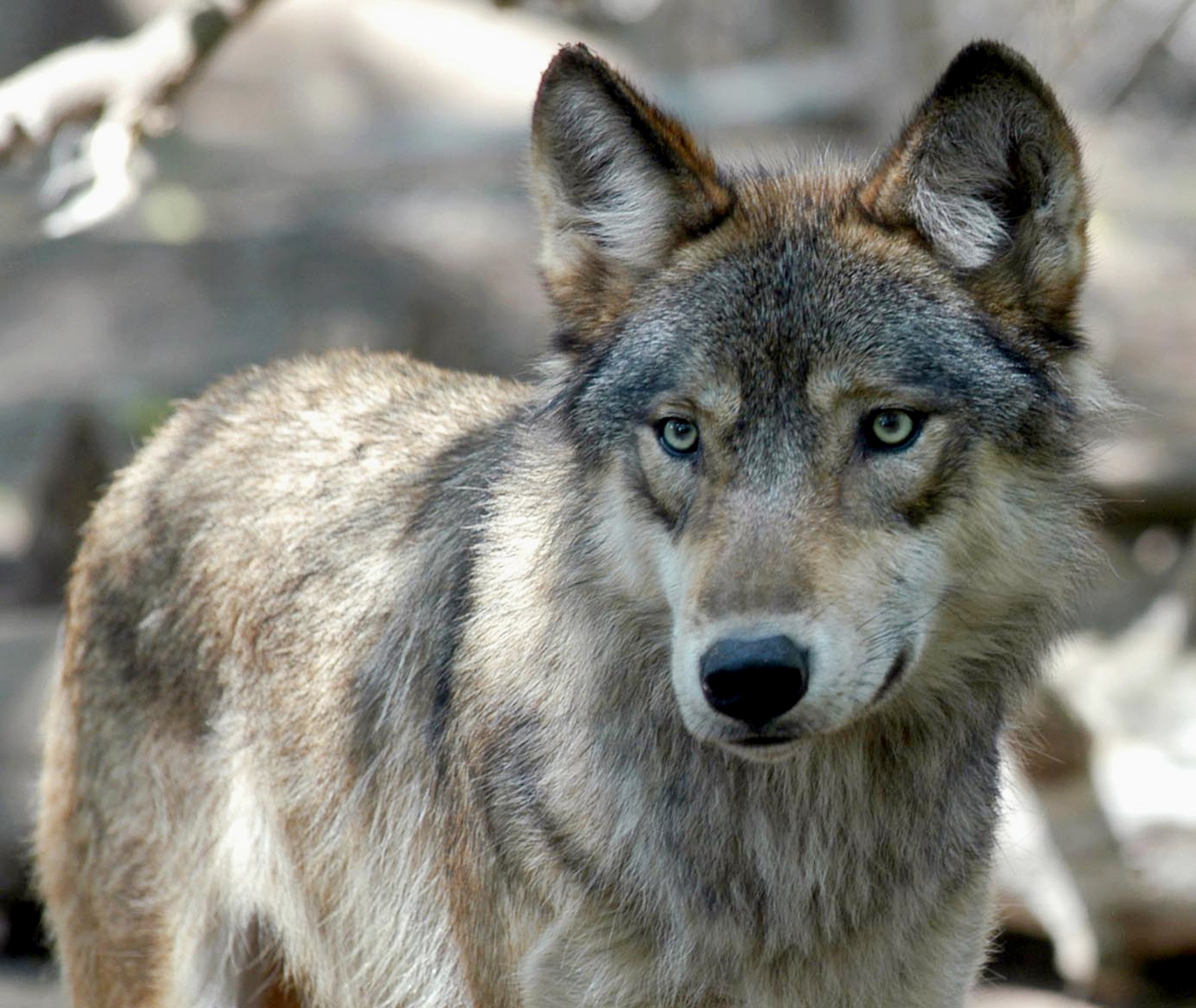 Detail Wolf Image Nomer 30