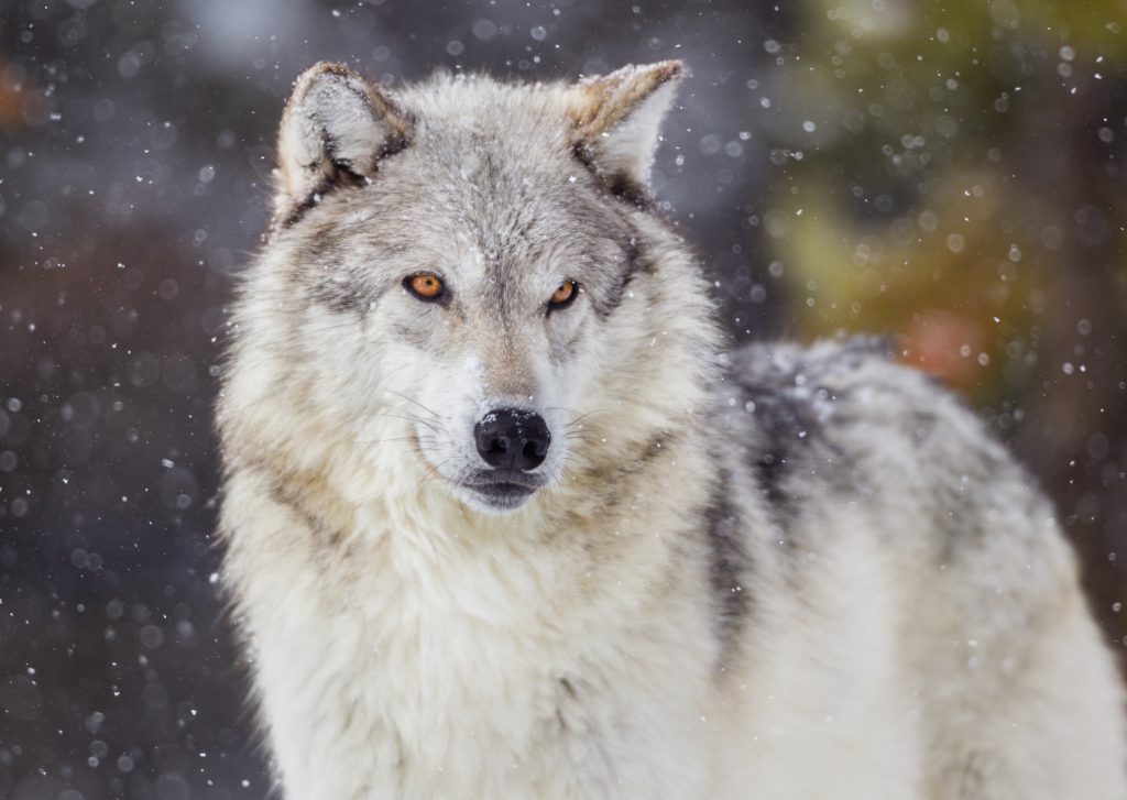 Detail Wolf Image Nomer 34