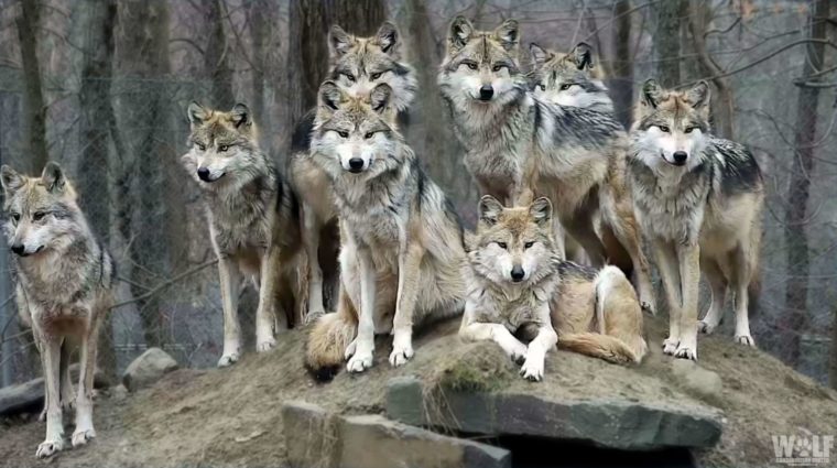 Detail Wolf Image Nomer 36