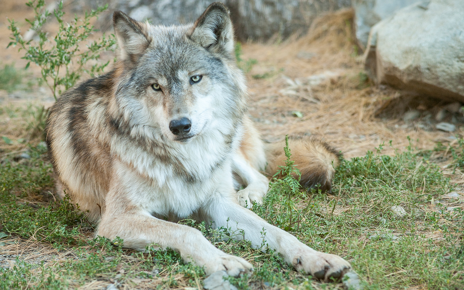 Detail Wolf Image Nomer 44
