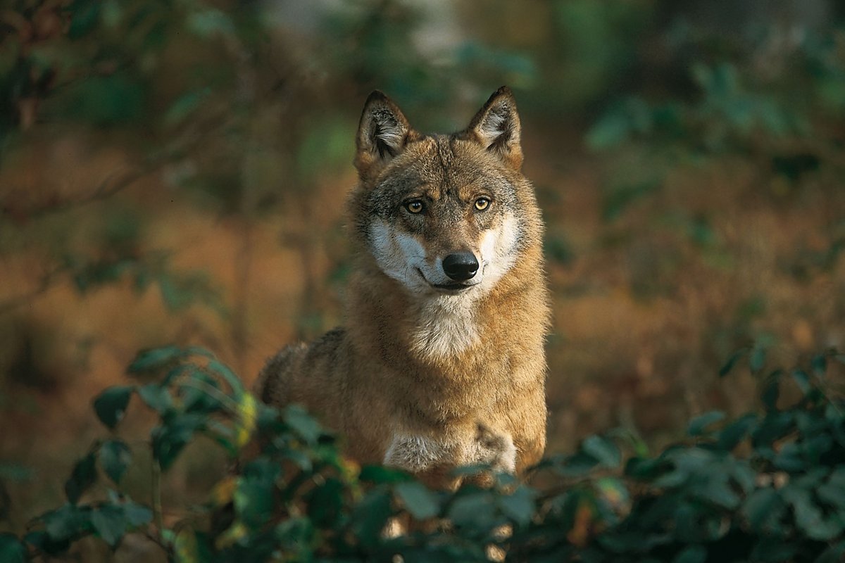 Detail Wolf Image Nomer 48