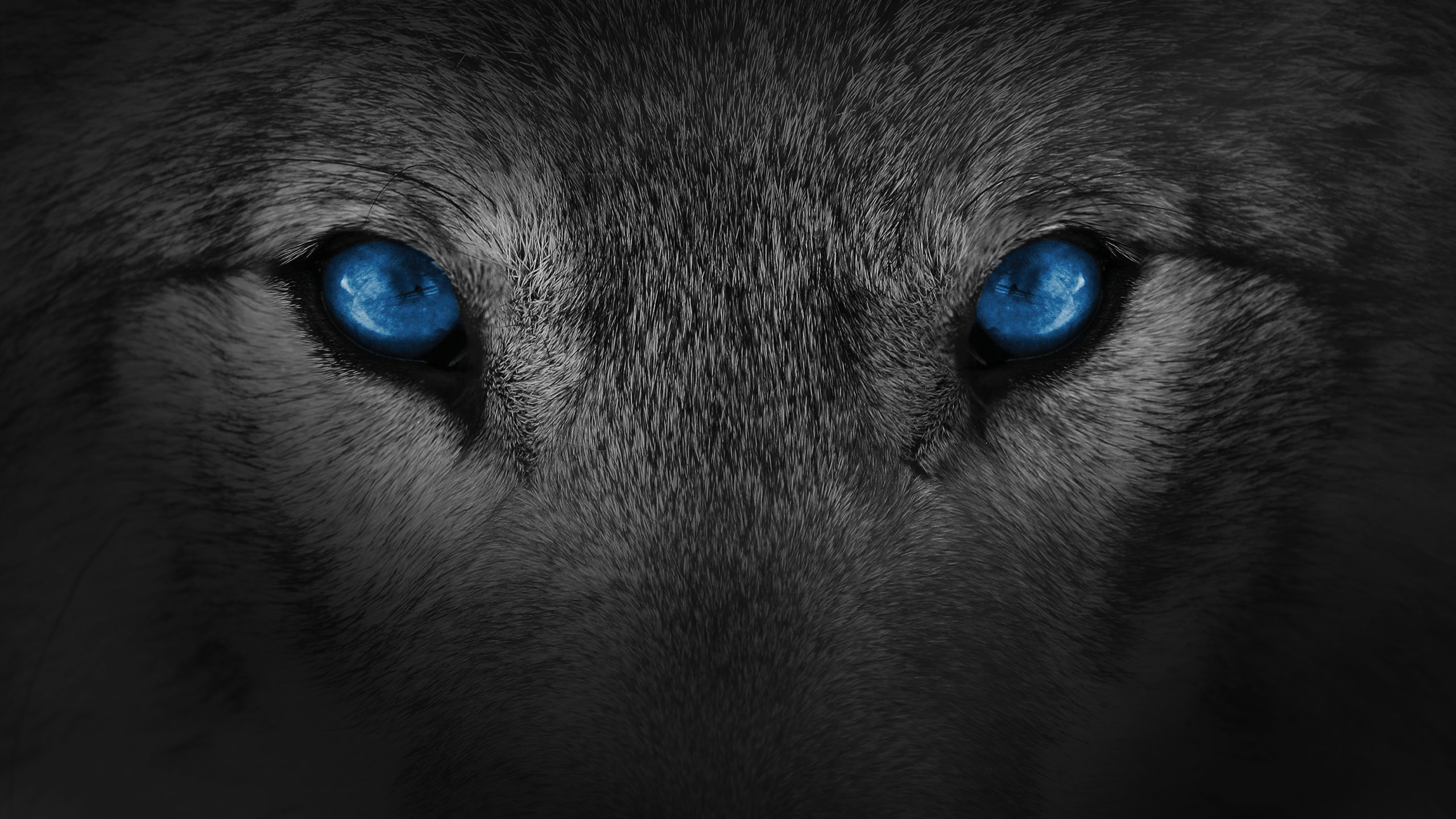 Detail Wolf Image Nomer 50
