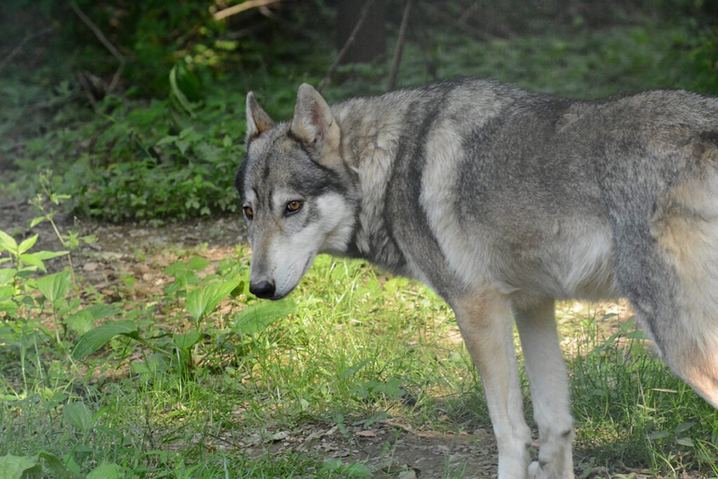 Detail Wolf Image Nomer 51