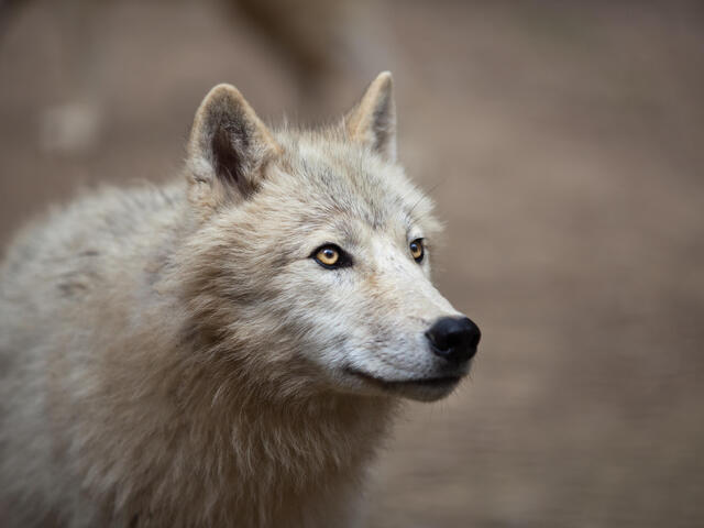 Detail Wolf Image Nomer 54