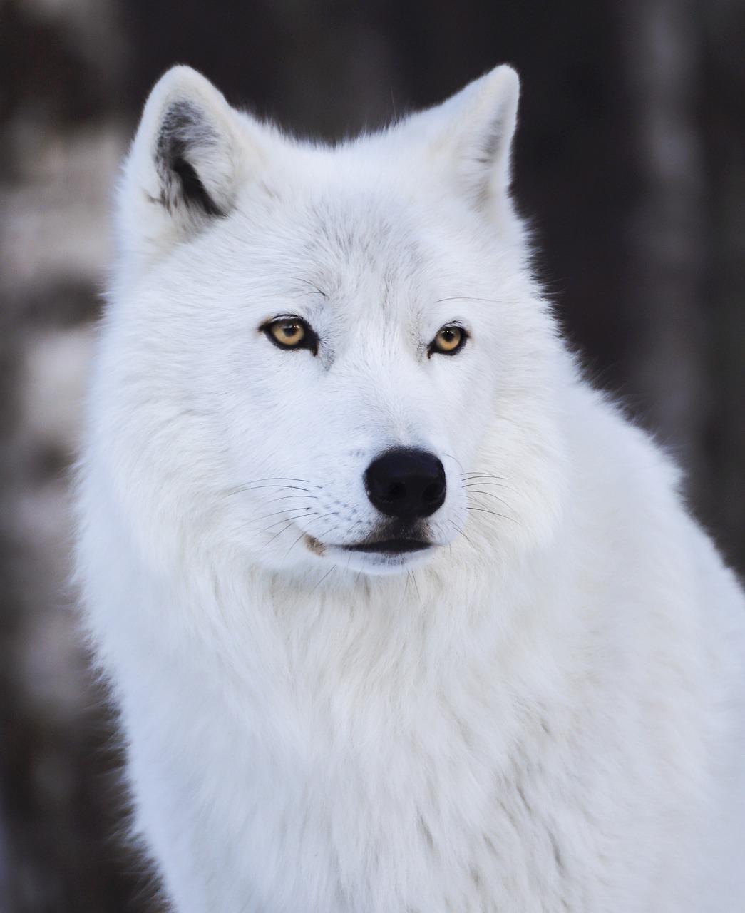 Detail Wolf Image Nomer 55