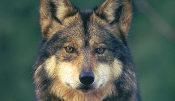 Detail Wolf Image Nomer 58