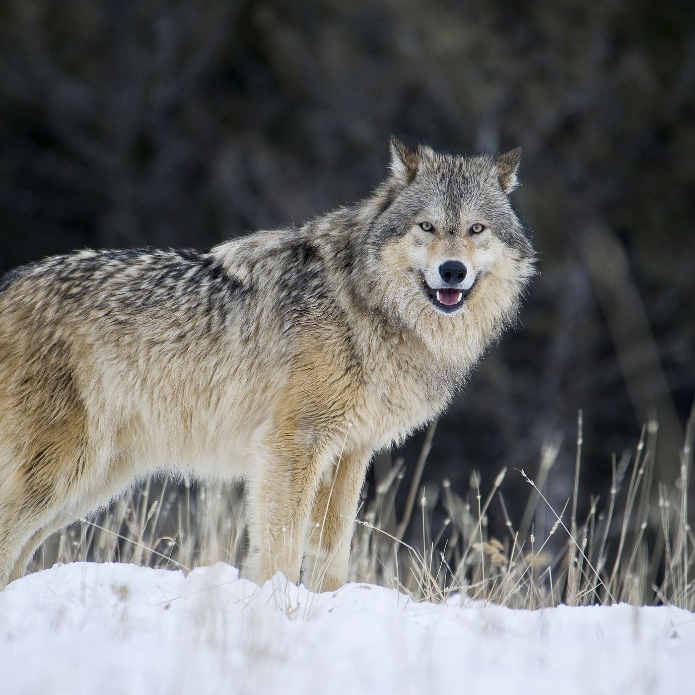 Detail Wolf Image Nomer 9