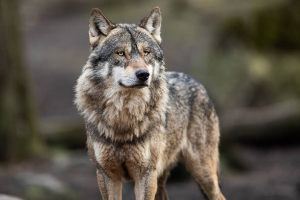 Detail Wolf Image Nomer 10