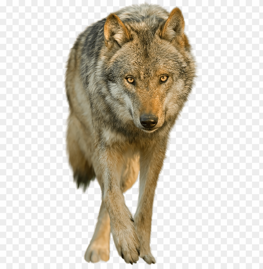 Wolf No Background - KibrisPDR
