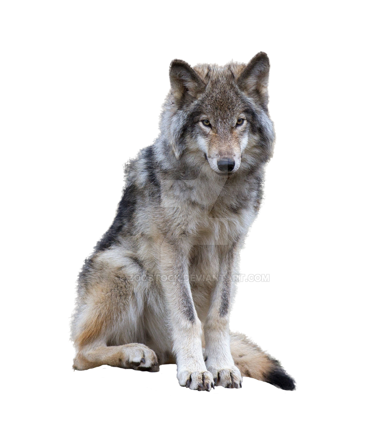 Detail Wolf No Background Nomer 10