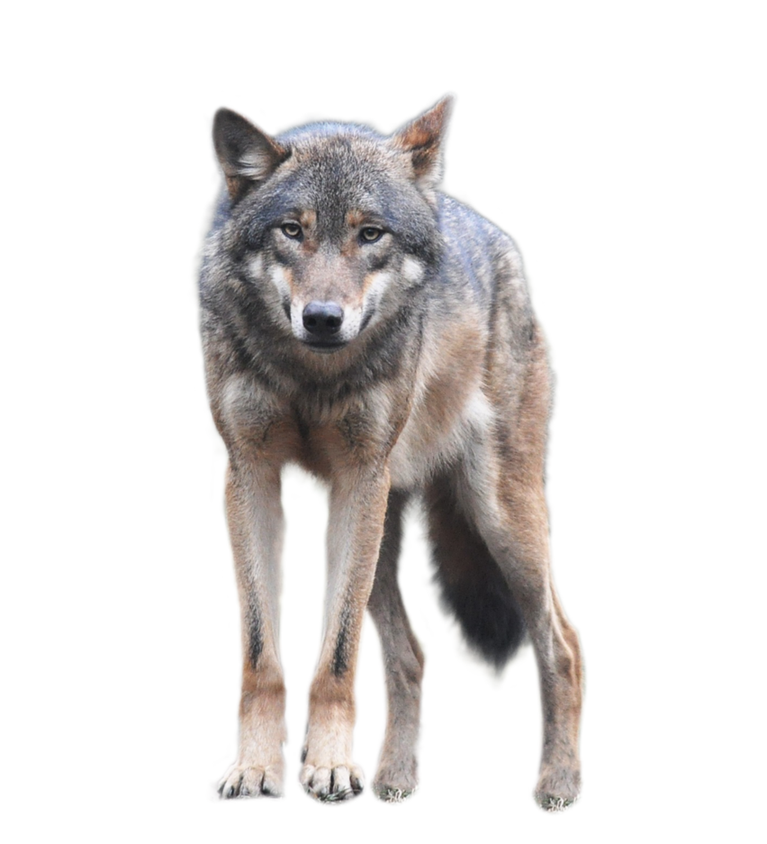 Detail Wolf No Background Nomer 17