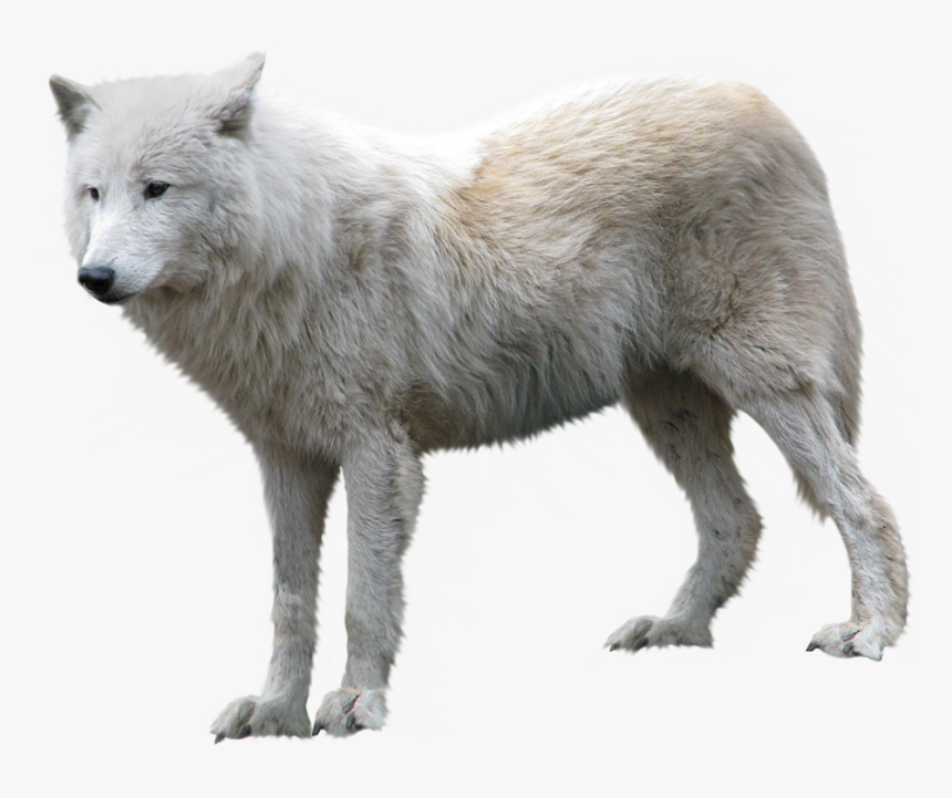 Detail Wolf No Background Nomer 18