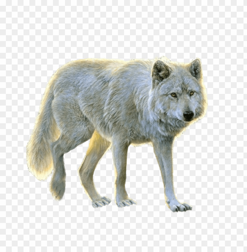 Detail Wolf No Background Nomer 19