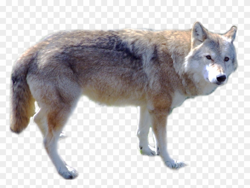 Detail Wolf No Background Nomer 20