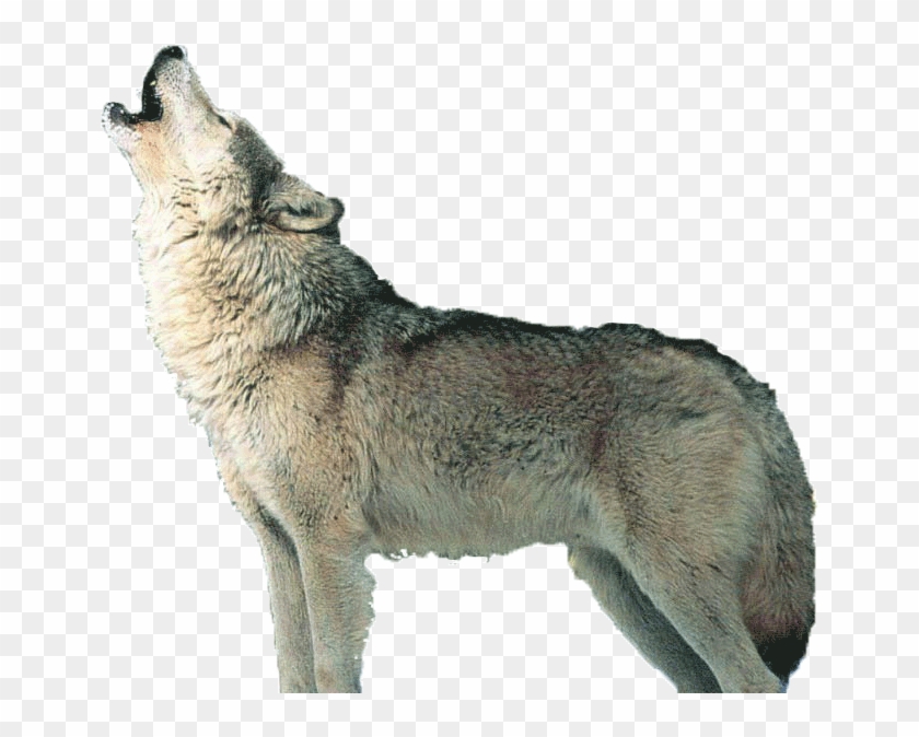 Detail Wolf No Background Nomer 24