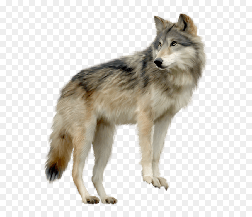Detail Wolf No Background Nomer 25