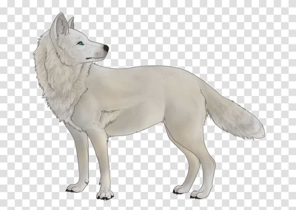 Detail Wolf No Background Nomer 27
