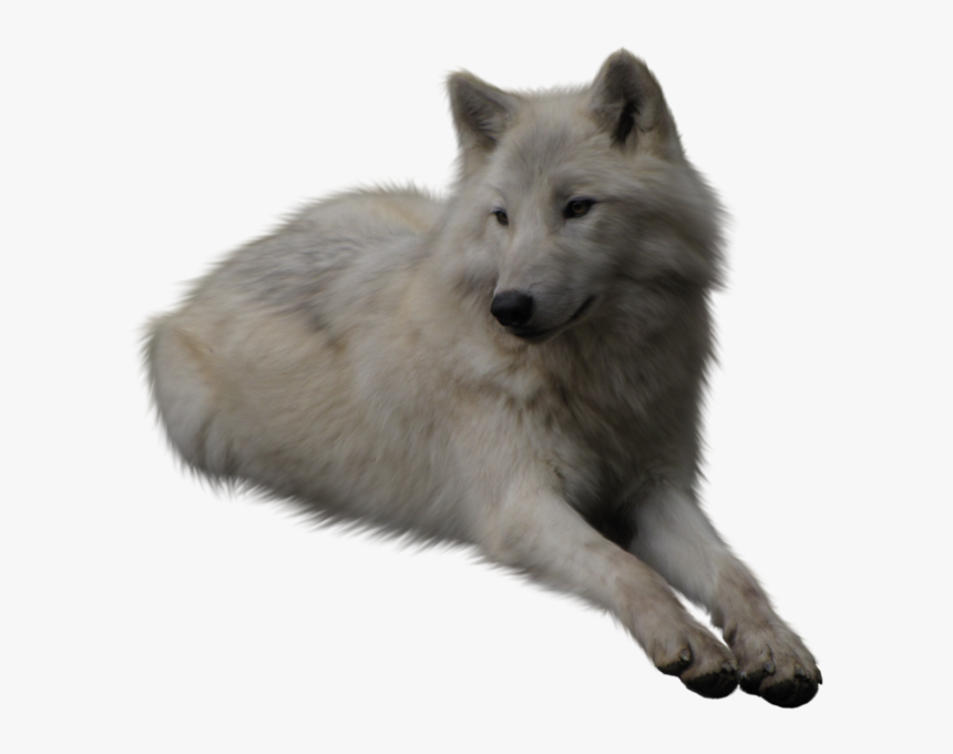 Detail Wolf No Background Nomer 29