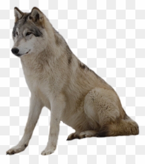 Detail Wolf No Background Nomer 35