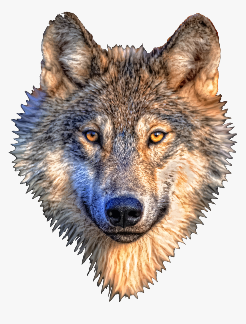 Detail Wolf No Background Nomer 41