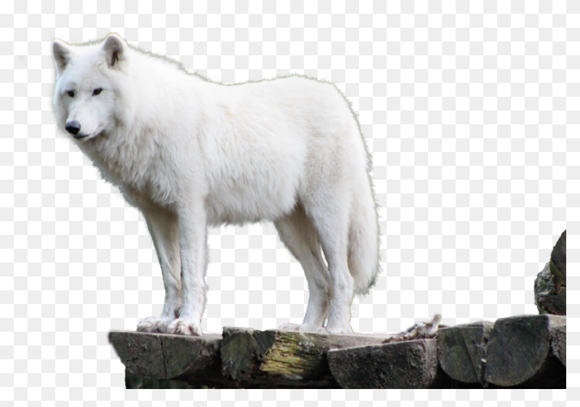 Detail Wolf No Background Nomer 48